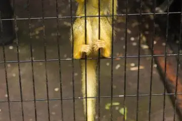 <p>The animals are very peaceful, making for a lovely watch</p>