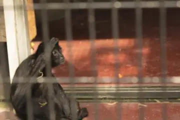 <p>A spider monkey is also in the exhibit</p>