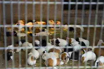 <p>Whilst guinea pigs are pets in my home country, here they are a rarity!</p>
