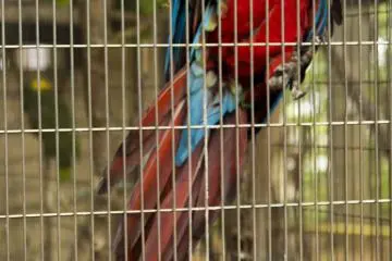 <p>The zoo boasts a large bird exhibit, including parrots</p>