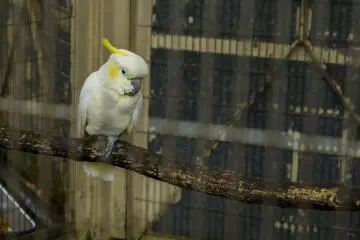 <p>This cockatiel is just one of the many birds in the exhbit</p>