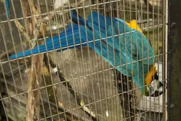 <p>The Macaw's are sure to put a smile on your face, with their weird contortions</p>