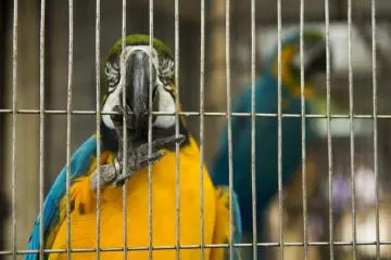 <p>Many Macaw's come to the grate to greet you!</p>