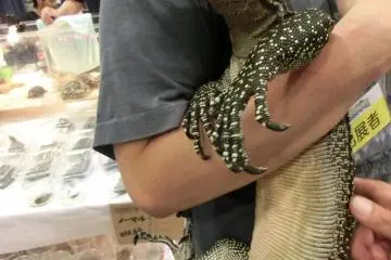 LIZARD!