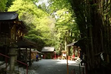 <p>A giant 300 year old Judas tree is part of the lush greenery that surround the grounds of the shrine.</p>