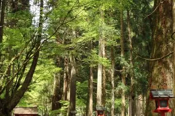 <p>The ancient cedar-lined path to Okunomiya.</p>