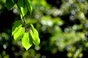 Daun hijau bersinar dengan sinar matahari yang cerah