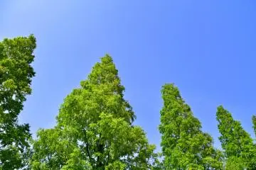 Pohon hijau meraih langit biru
