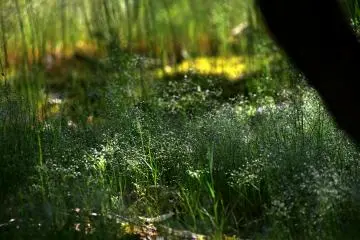 <p>A small patch of radiant green in the woods</p>