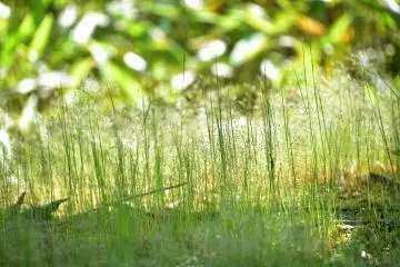 <p>Green leaves in shadow and light</p>