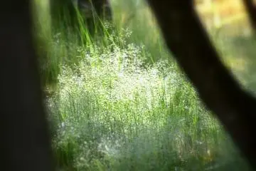 <p>Lit-up plants seen through the shadow of trees</p>