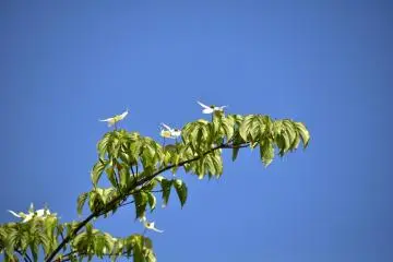 <p>Japanese dogwood flowers feeling happy under the blue sky</p>