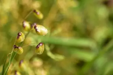 <p>Small plants unbeknownst to me...but they look pretty!</p>