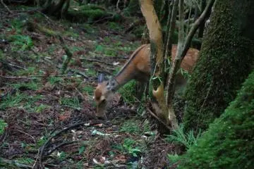 <p>Un Shika (daim japonais) dans la for&ecirc;t de&nbsp;Shiratani Unsuikyo</p>