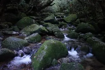<p>Le chemin du retour en fin de journ&eacute;e</p>