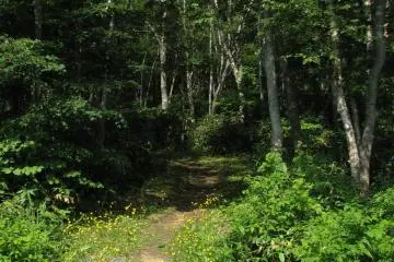 The trail begins
