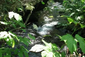 The trail is crossed by many streams