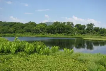the marsh appears through the trees