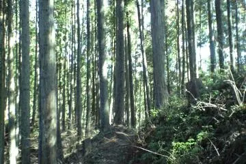Forest along the Trail