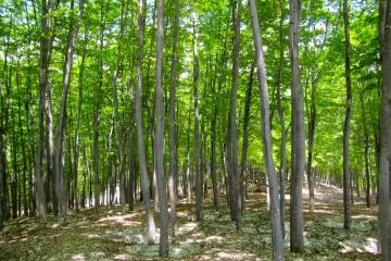 <p>A world no fantasy novel ever dreamed a up: a spring green forest rising out of the snow</p>