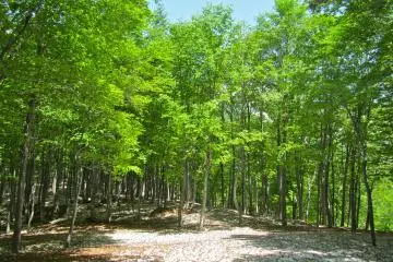 <p>A clearing in the woods</p>