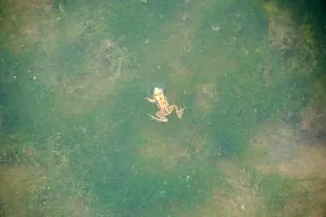 <p>This baby&nbsp;froggy allowed me to take his photo!</p>