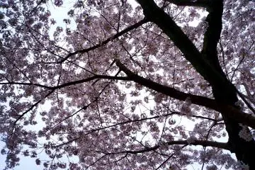 <p>활짝 핀 벚꽃</p>
