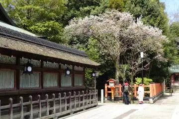 <p>ระเบียงรั้วรอบอาคารหลักหรืออาคารฮอนโดะ (Hondo) กับต้นซากุระ</p>