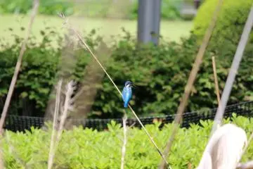 Kawaguchi City's Botanical Gardens