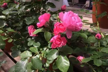 <p>L'arome de ces roses vous hypnotisera.</p>