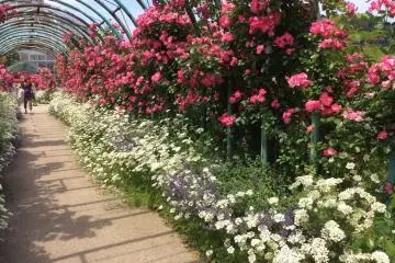 <p>Deux couleurs de roses c&ocirc;te &agrave; c&ocirc;te pendant la floraison</p>