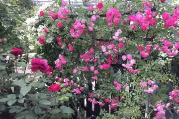 <p>Quelques groupes de petites roses ont l'air spectaculaires</p>