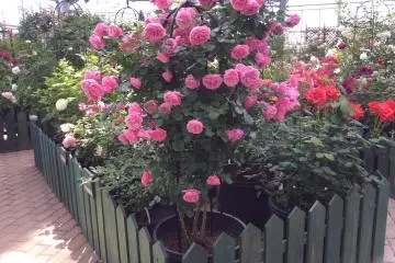 <p>Prenez votre temps pour appr&eacute;cier les diff&eacute;rents types de roses s&eacute;par&eacute;s par des blocs.</p>