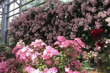 <p>Ce jardin tr&egrave;s bien con&ccedil;u en pleine floraison donne un magnifique spectacle.</p>