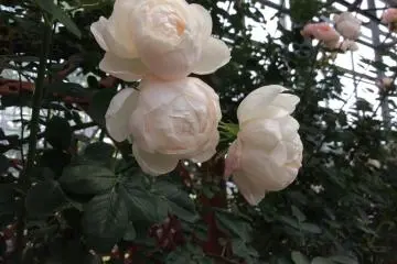 <p>M&ecirc;me si elles ne sont pas parfaitement blanches ces roses rose p&acirc;le sont charmantes</p>