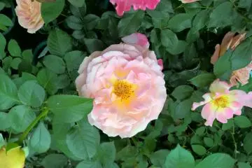 กุหลาบสีพีส