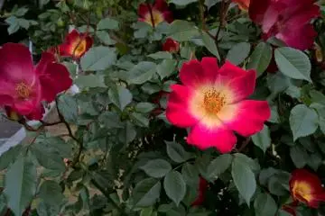 กุหลาบ cocktail rose
