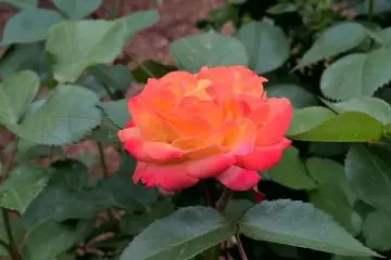 กุหลาบสีส้ม