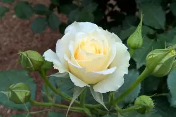 กุหลาบสีครีม