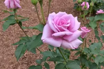 กุหลาบสีชมพู