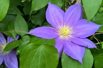 ดอก clematis
