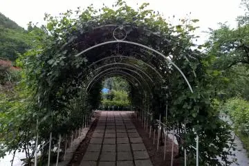 ซุ้มกุหลาบที่ยาวที่สุด