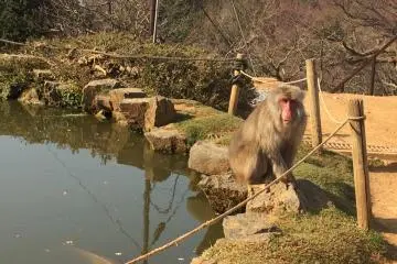 About 120 snow monkeys inhabit&nbsp;Monkey Park Iwatayama.