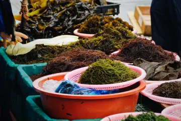 <p>Many colourful varieties of fresh seaweeds</p>
