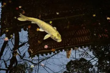 <p>A golden carp swimming in the shadow of the tower</p>