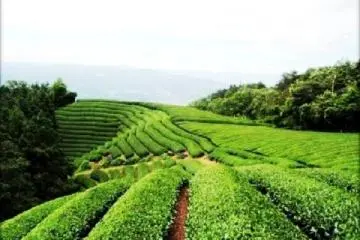 Wazuka Tea Farm in the hills behind Uji in Kyoto Prefecture (Photo: Wazuka Tea Farms / JT)
