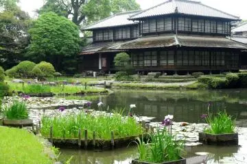<p>In June, a local variety of iris (Higoshobu) blooms</p>