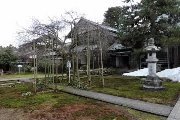 <p>"The cherry tree of Emperor Keitai " stands in the middle of the temple grounds</p>