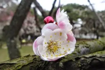 <p>ขาวอมชมพูที่สุดสวย</p>