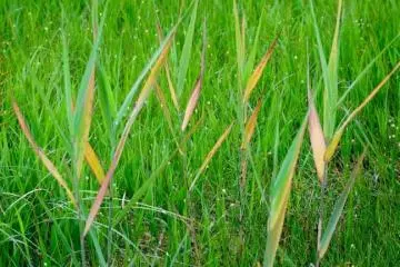 <p>Contrast on the grass</p>